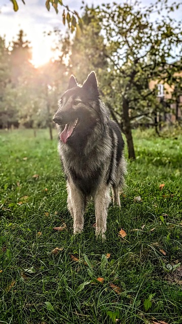 Câine, Caine-Cioban, Ciobanesc Belgian