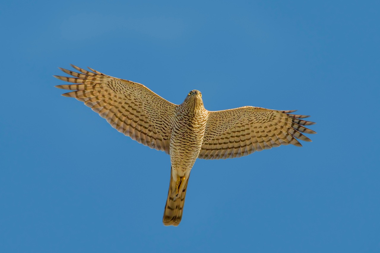 Eurasian Sparrowhawk Raptor Animal - Free photo on Pixabay