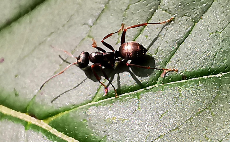 Formigas Insetos Natureza - Foto gratuita no Pixabay