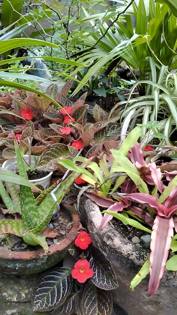 Natură, Frunze, Floră, Plantă, A Inflori