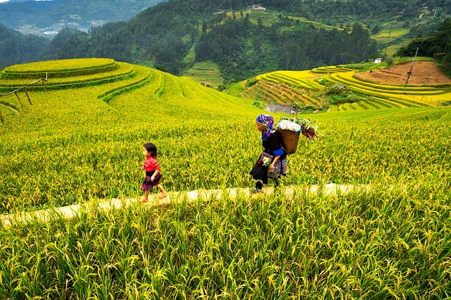Free Children Paddy Field photo and picture