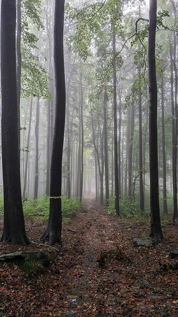 Pădure, Toamnă, Ceaţă, Natură, Peisaj