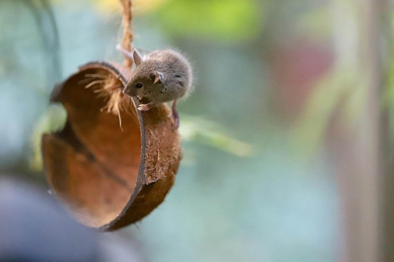 4 000 Free Ugly Mouse Mouse Images Pixabay