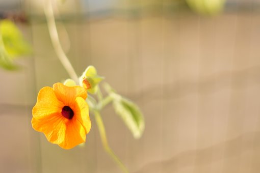 Free Nature Plant photo and picture