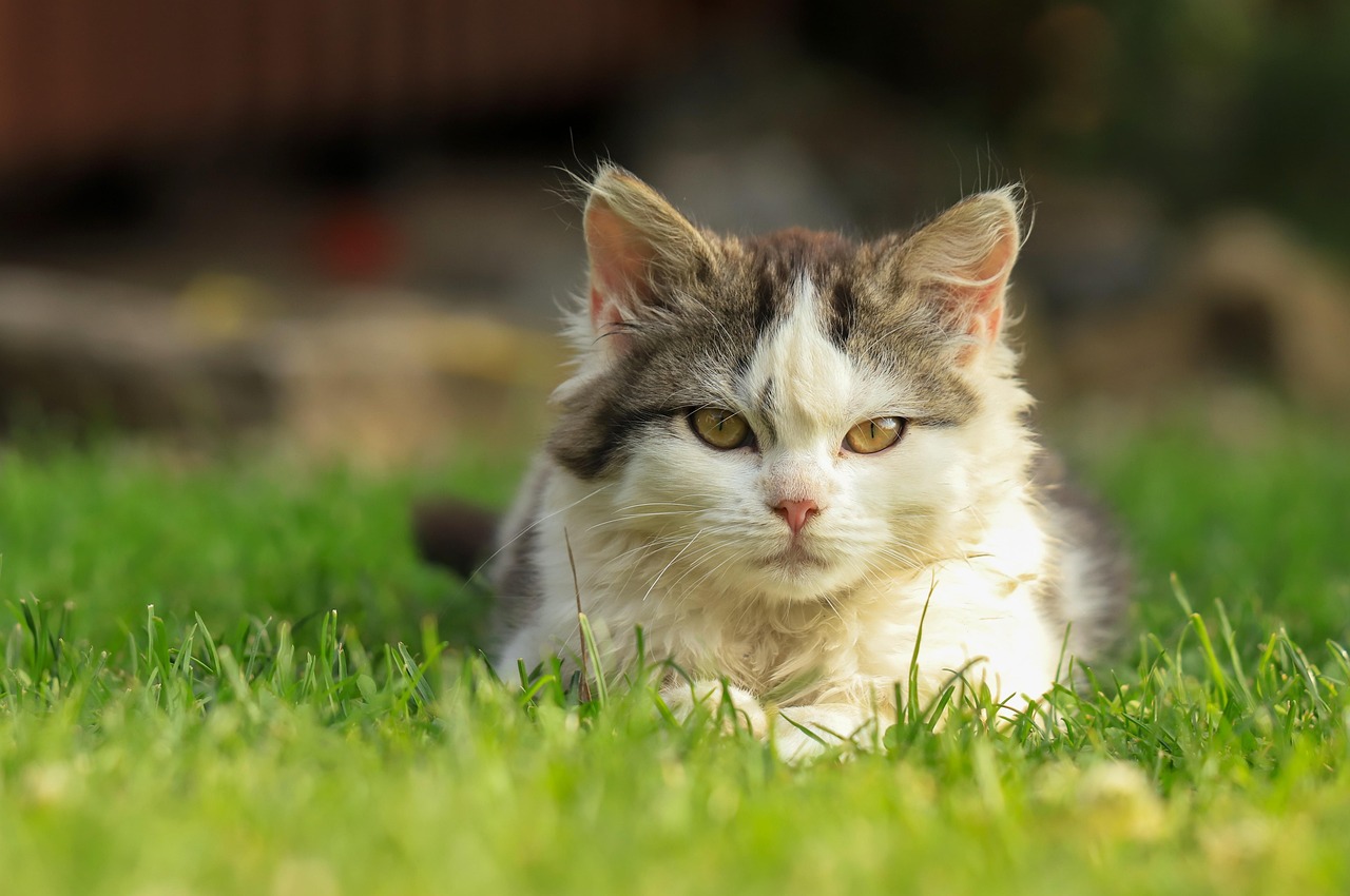 20 000 Free Cat Meme Cat Photos Pixabay