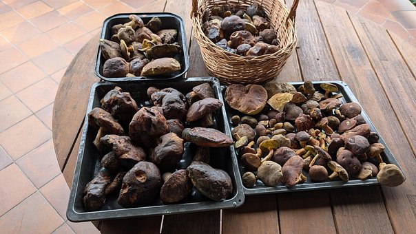 Ciuperci, Natură, Alimente, A Stabilit
