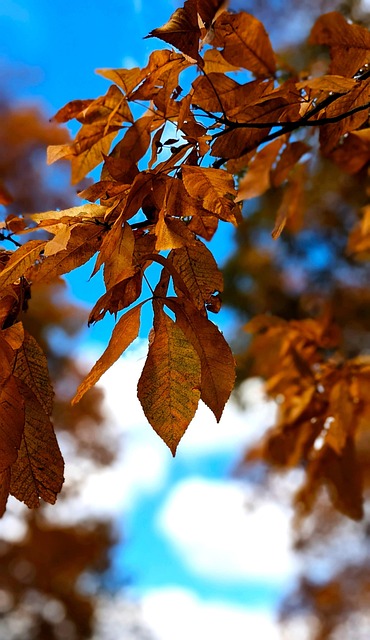 Free Leaves Tree photo and picture