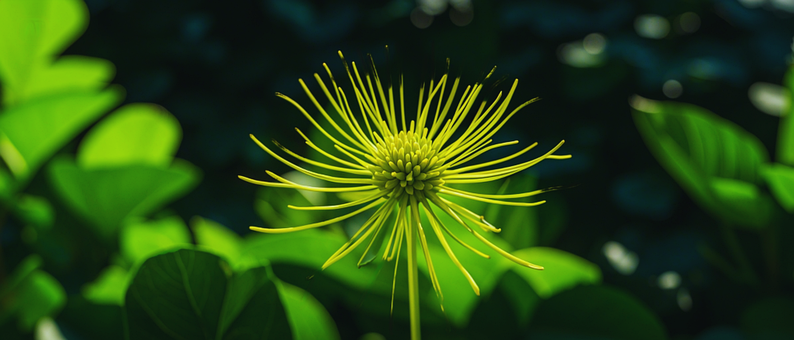 Naturaleza, Flor, Bloom, Florecer, Flora