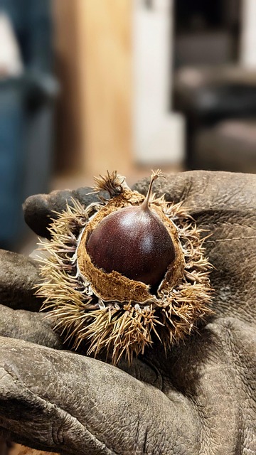 Free Chestnut Glove photo and picture