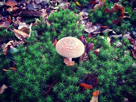 Pilz, Wald, Herbst, Natur, Trinken
