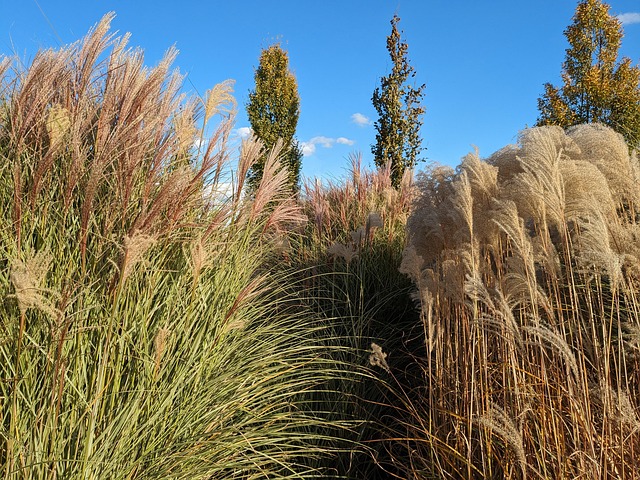 Gras, Dekorativ, Groß, Natur, Miscanthus