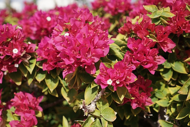 Bougainvillea, Lila, Natur, Pflanze
