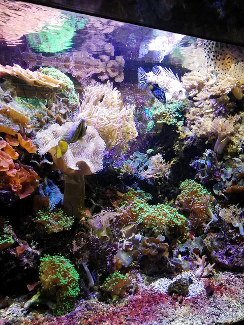 Free Aquarium Underwater photo and picture