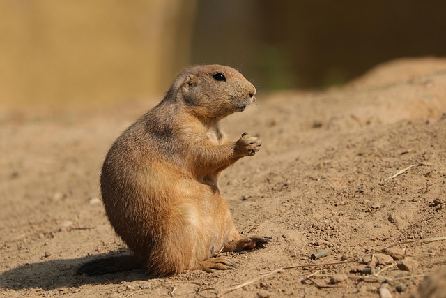 Free Black-Tailed Prairie Dog Animal photo and picture