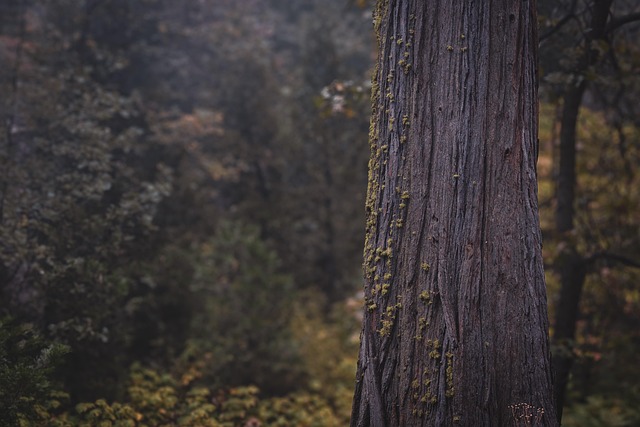 tree, pine, moss, forest, fog, nature, landscape