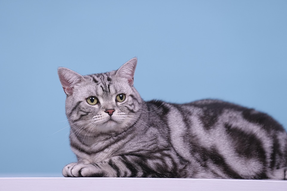 Cat Animal Cute Free photo on Pixabay