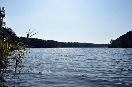 Formiddag, Natur, Landskab, Hjorte, Skov