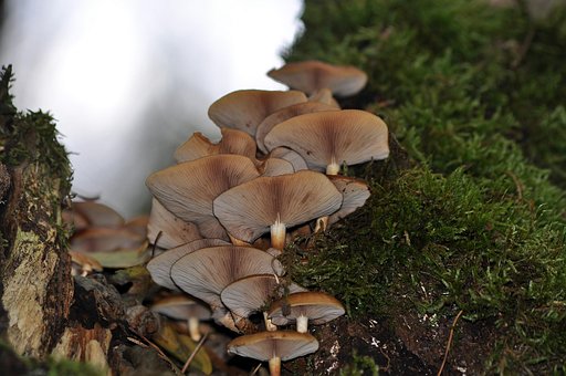 Svampe, Mykologi, Natur, Skov, Ned