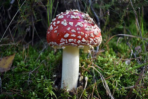 Rød Paddestol, Paddestol, Champignon