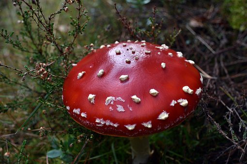 Rød Paddestol, Paddestol, Champignon