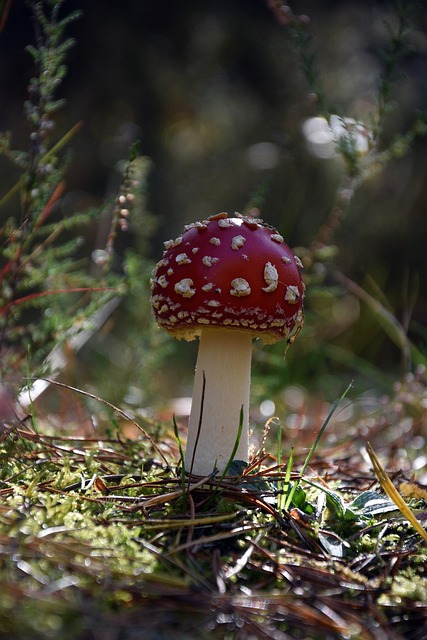Rød Paddestol, Paddestol, Champignon