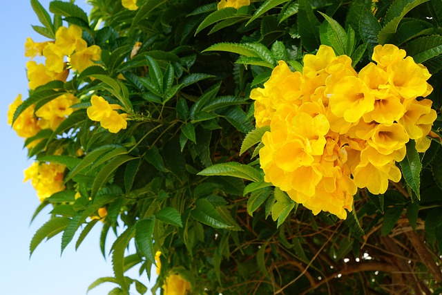 Tecoma, Blume, Strauch, Gelb, Natur