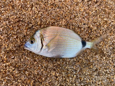 Free Fish Bream photo and picture