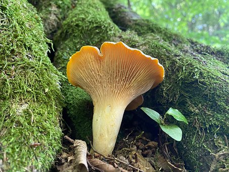 Free Sponge Nature photo and picture