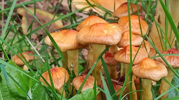 Jardín, Otoño, Champiñón, Champiñones