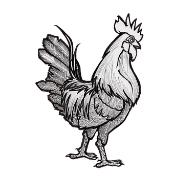 Galo, Frango, Animal, Pássaro, Aves