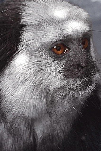 Free Monkey Animal photo and picture