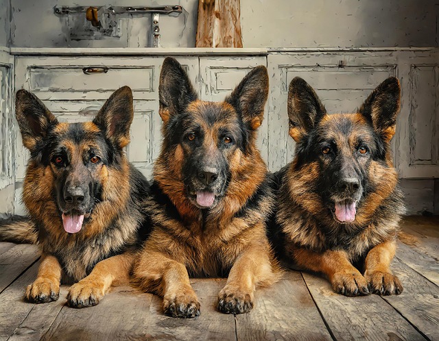 Free ai generated dogs shepherd dogs illustration