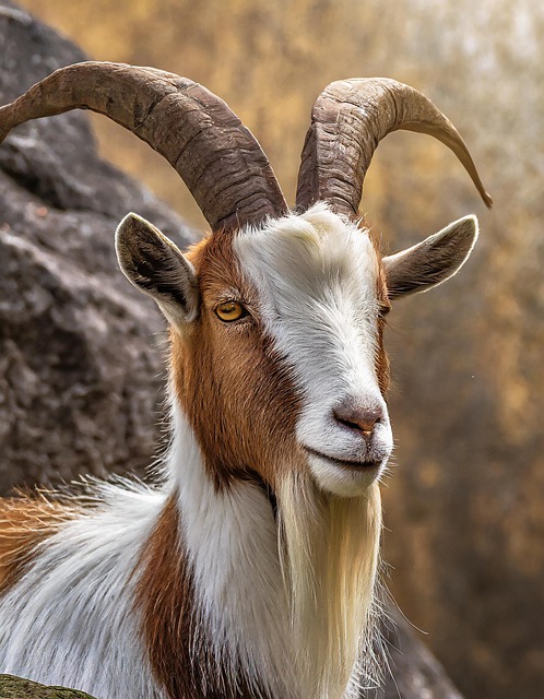 Download free HD stock image of Ai Generated Goat Free ai generated goat horns illustration
