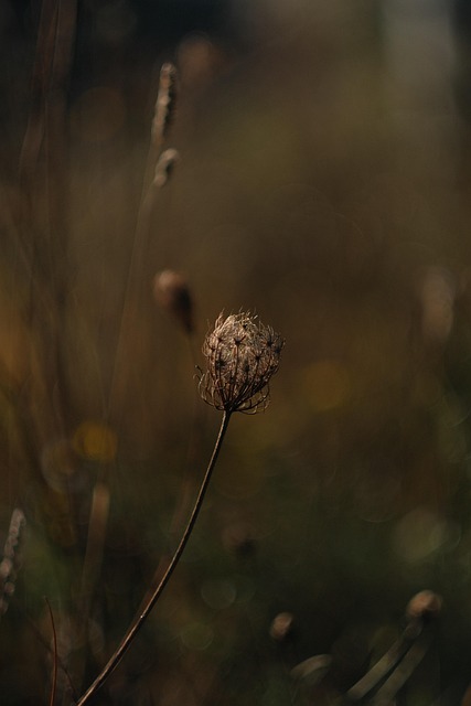 Free Flower Nature photo and picture