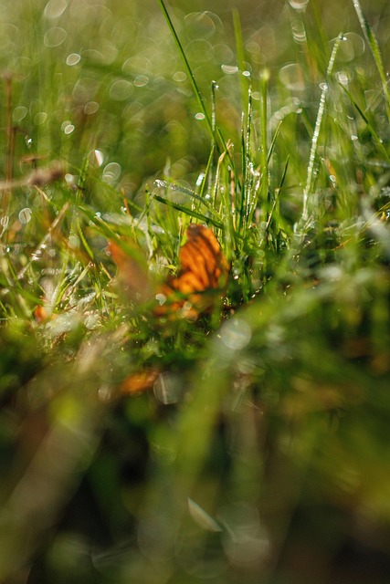 Free Grass Green photo and picture