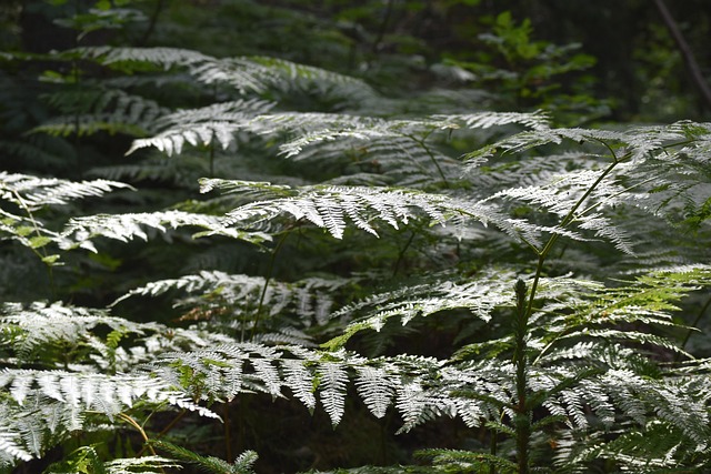 Free Fern Forest photo and picture