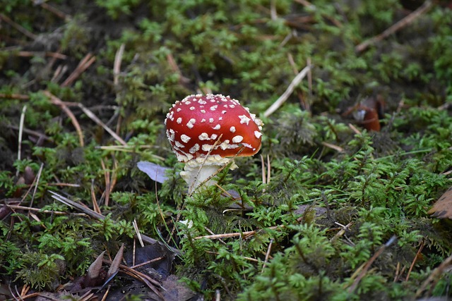 Free Forest Nature photo and picture