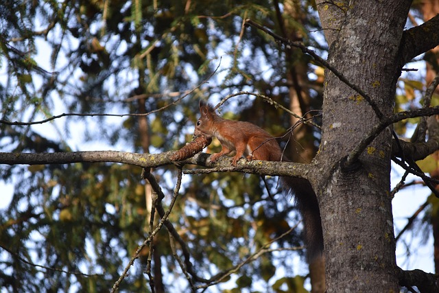 Free Squirrel Animals photo and picture