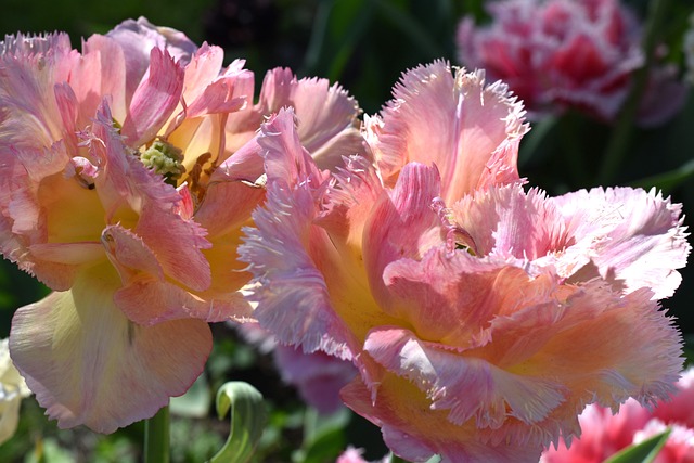 Free Tulip Flower photo and picture