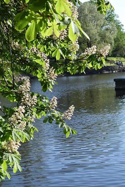 Free Chestnut Gothenburg photo and picture