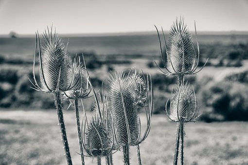 Diestel, Rostlina, Zblízka, Léto