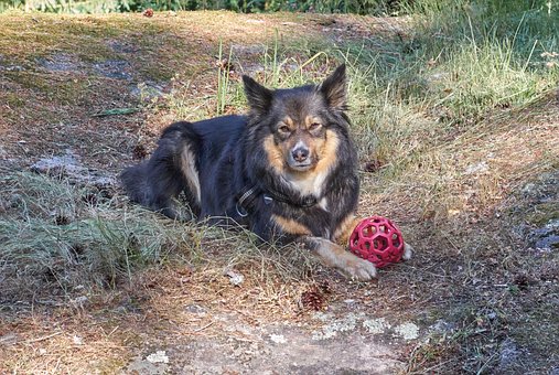 Hond, Finland, Huisdier, Zomer, Natuur