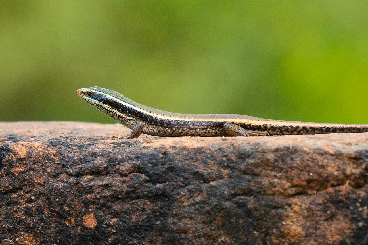 Spinks Lizard Skink Lizard Reptile - Free photo on Pixabay