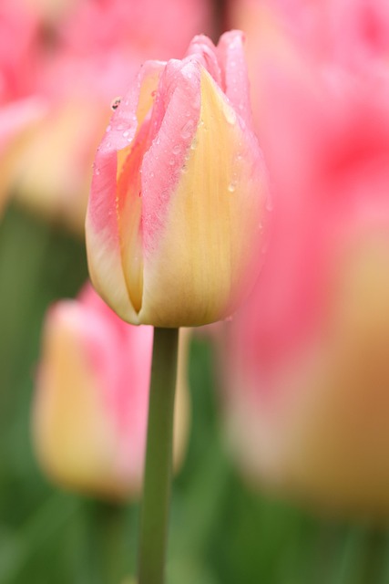 Keukenhof, Natur, Holland, Tulpen