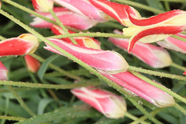 Keukenhof, Natur, Holland, Tulpen
