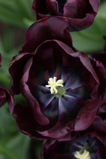Keukenhof, Natur, Holland, Tulpen
