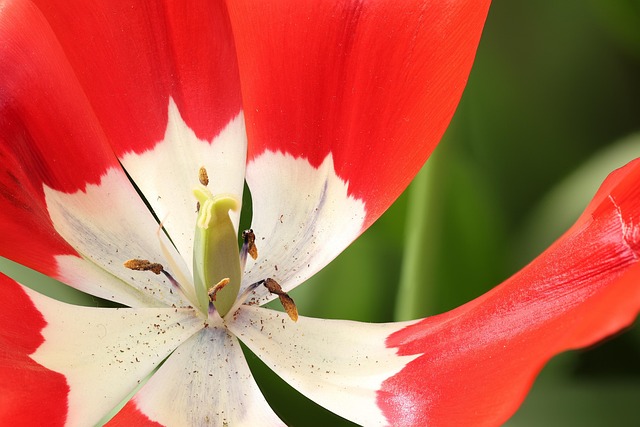 Keukenhof, Natur, Holland, Tulpen
