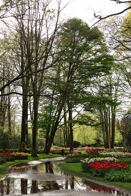 Keukenhof, Natur, Holland, Tulpen