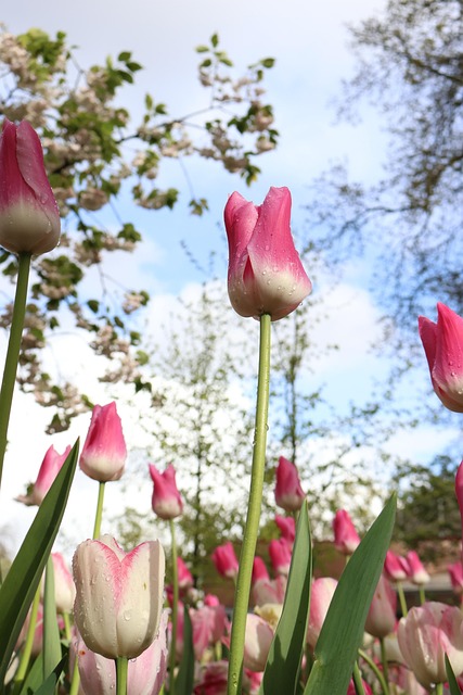 Keukenhof, Natur, Holland, Tulpen