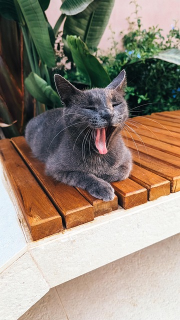 Katze, Kätzchen, Graue Katze